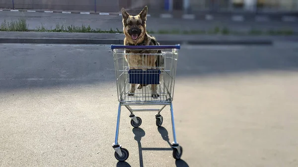 黎明时分 一只狗在购物车里 早上散步的狗 — 图库照片