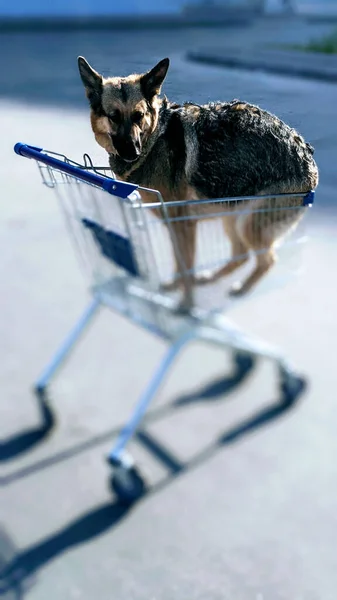 Een Hond Een Winkelwagentje Bij Zonsopgang Een Hond Een Ochtendwandeling — Stockfoto