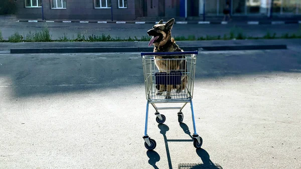 Cão Num Carrinho Compras Aos Raios Amanhecer Cão Uma Caminhada — Fotografia de Stock