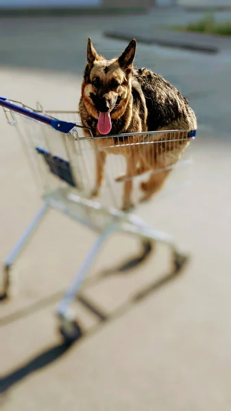 夜明けの光の中でショッピングカートに犬 散歩中の犬 — ストック写真