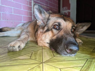 Evcil hayvanlar yazın bir apartman dairesinde sıcaktan rahatlar. Köpekler ve kediler dairenin en serin yerini buldular. Hava cereyan yapıyor ve sıcak, tembel bir günün neşe içinde dinleniyorlar..