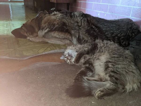 Evcil Hayvanlar Yazın Bir Apartman Dairesinde Sıcaktan Rahatlar Köpekler Kediler — Stok fotoğraf
