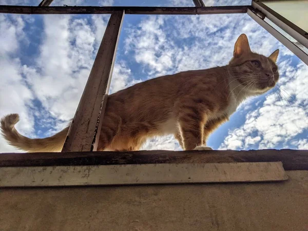 Rothaarige Katze Läuft Auf Dem Balkon Der Wohnung Gelbe Miezekatze — Stockfoto
