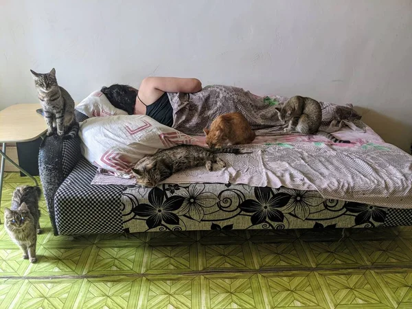 猫は女房が目を覚ますのを待っている 猫は寝ている女性の背景に 猫は悪魔に 子猫はベッドに コンセプト写真は携帯電話から — ストック写真