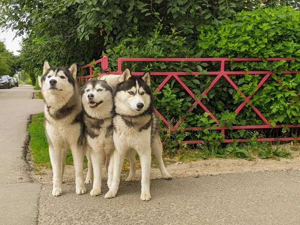 Psy Przywiązane Ogrodzenia Huskies Chodzą Smyczy Pies Jest Mieście Zdjęcie — Zdjęcie stockowe