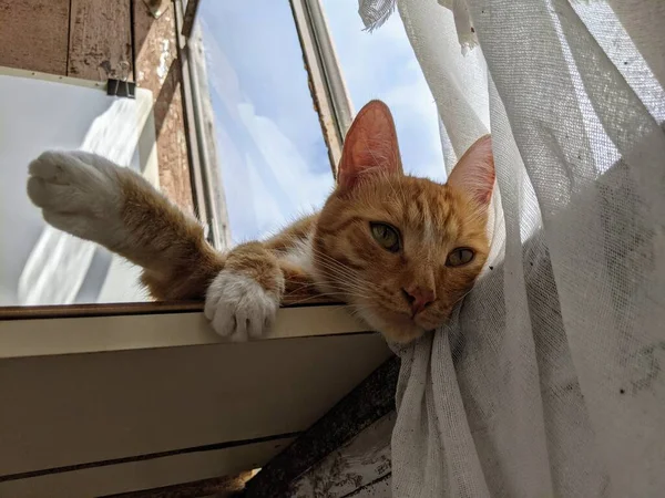 红头发的猫走在公寓的阳台上 黄色的猫咪在阳台上欢天喜地 手机上的概念照 — 图库照片