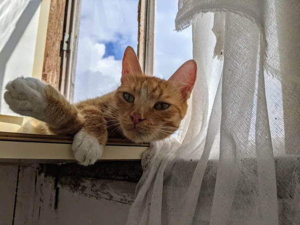 Czerwone Włosy Kot Spacery Balkonie Mieszkania Żółty Kotek Jest Błogo — Zdjęcie stockowe