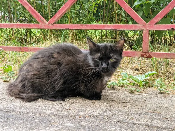 通りに住む黒猫 猫の目の痛み 携帯電話の写真のコンセプト — ストック写真