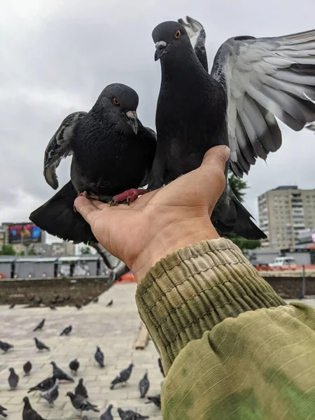 街のハトの手で食べると 鳥の街に住んでいる人々を恐れていません — ストック写真