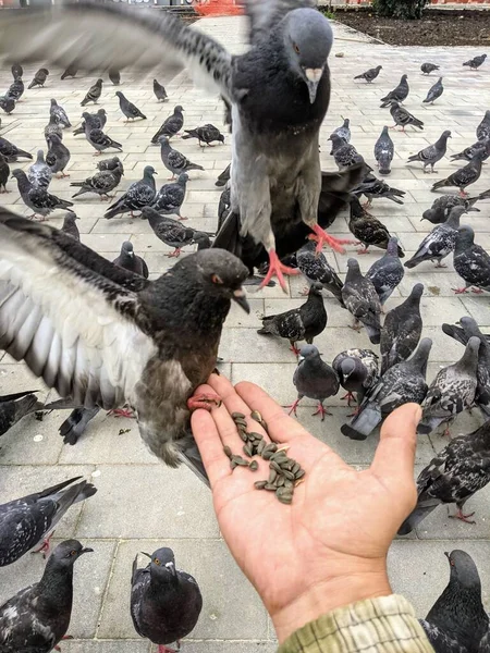 Pombos Cidade Comem Com Mãos Pássaros Que Vivem Cidade Não — Fotografia de Stock