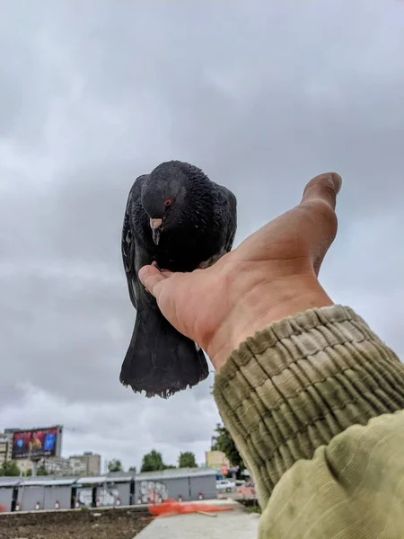 City pigeons eat with their hands, birds living in the city are not afraid of people