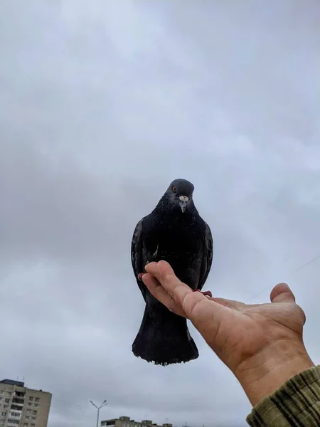 Stadttauben Fressen Mit Den Händen Der Stadt Lebende Vögel Haben — Stockfoto