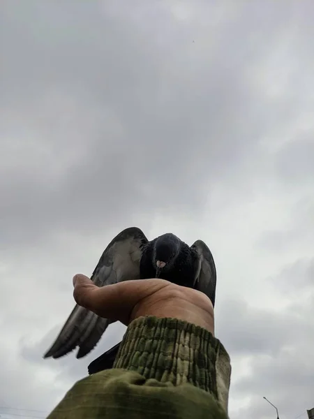 Las Palomas Ciudad Comen Con Sus Manos Las Aves Que — Foto de Stock