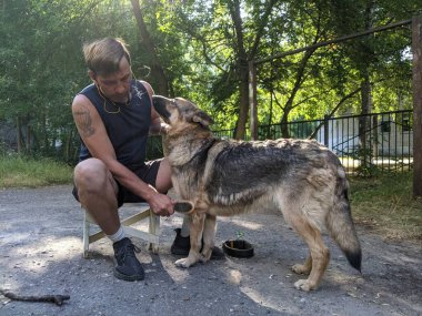 Bir köpeğin tüylerini döken bir adam, bir Alman çoban köpeğinin yününü tarıyor..