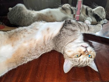 Kedi evde sıcaklık ve rahatlık içinde uyur. Kedi, evde zevkle dinlenebileceğin farklı yerler bulur..