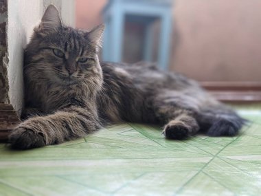 Kedi evde sıcaklık ve rahatlık içinde uyur. Kedi, evde zevkle dinlenebileceğin farklı yerler bulur..