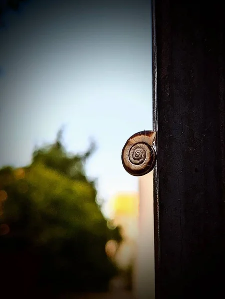 Escargot Rampe Sur Une Clôture Métallique Soir — Photo