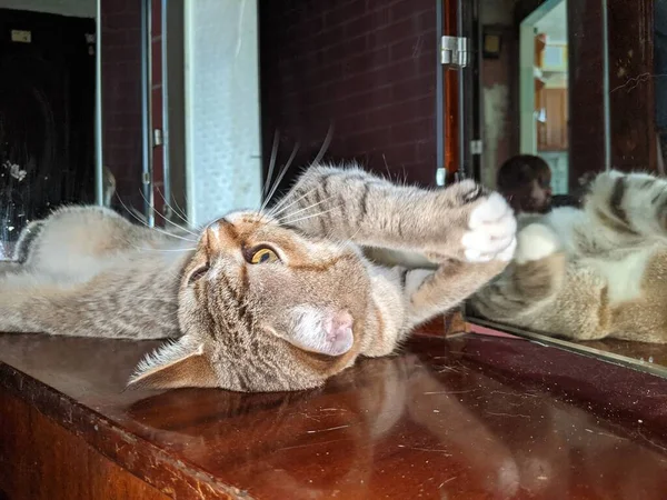 Gato Duerme Casa Calidez Comodidad Gato Encuentra Diferentes Lugares Casa — Foto de Stock