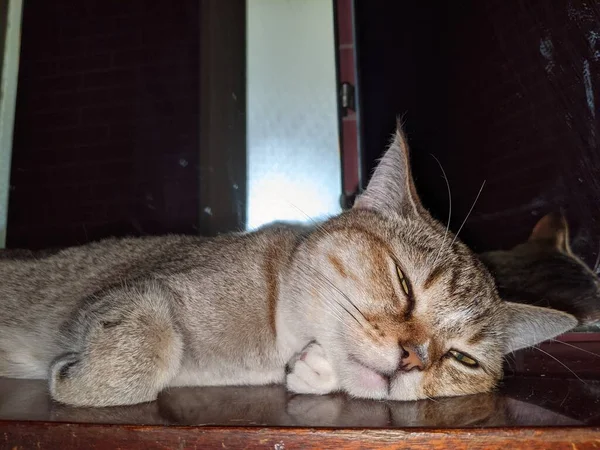 Gato Duerme Casa Calidez Comodidad Gato Encuentra Diferentes Lugares Casa —  Fotos de Stock