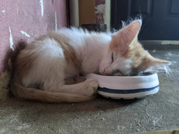 Macska Otthon Alszik Melegben Kényelemben Macska Megtalálja Különböző Helyeken Otthon — Stock Fotó