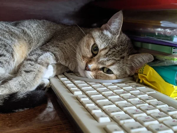 Gato Duerme Casa Calidez Comodidad Gato Encuentra Diferentes Lugares Casa — Foto de Stock