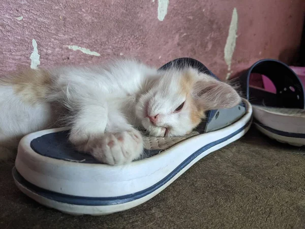 Kedi Evde Sıcaklık Rahatlık Içinde Uyur Kedi Evde Zevkle Dinlenebileceğin — Stok fotoğraf