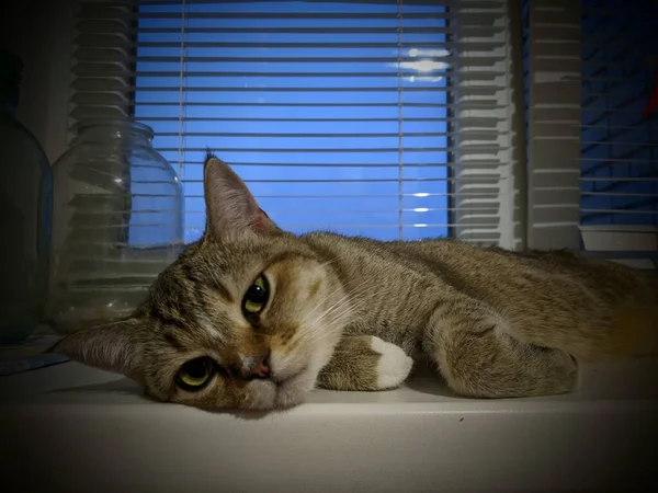 Gato Dorme Casa Calor Conforto Gato Encontra Lugares Diferentes Casa — Fotografia de Stock