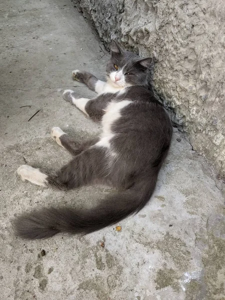 Gato Mija Com Prazer Quer Carinho Amor — Fotografia de Stock