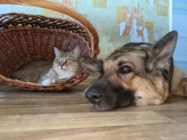 一只猫和一只狗是朋友 一只条纹猫躺在柳条筐里 一只德国牧羊犬躺在它旁边 — 图库照片