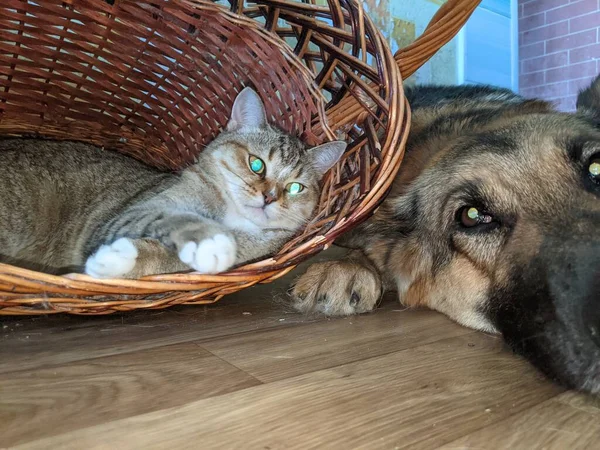 Cat Dog Friends Striped Cat Lying Wicker Basket German Shepherd — Stock Photo, Image