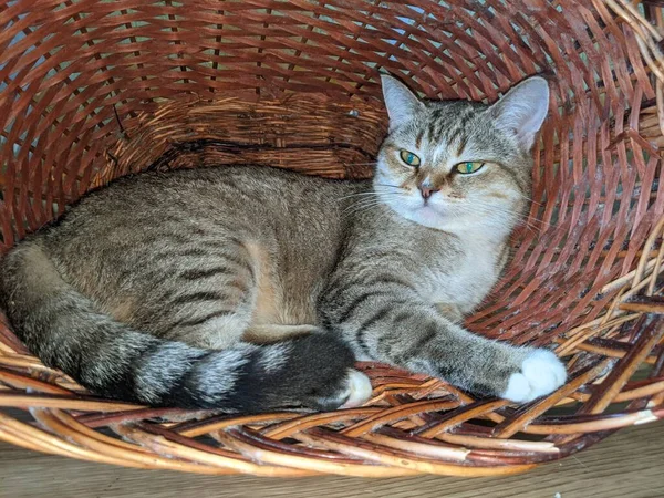 Gato Encontrou Lugar Acolhedor Para Mesma Uma Cesta Vime — Fotografia de Stock