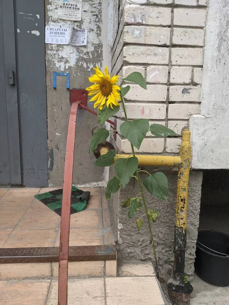 多階建ての建物の近くの街で育ったひまわりの植物 — ストック写真