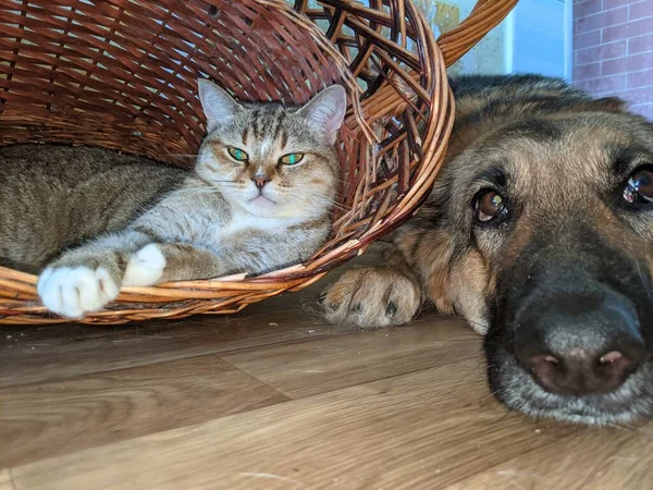 Chat Chien Sont Amis Chat Rayé Est Couché Dans Panier Images De Stock Libres De Droits