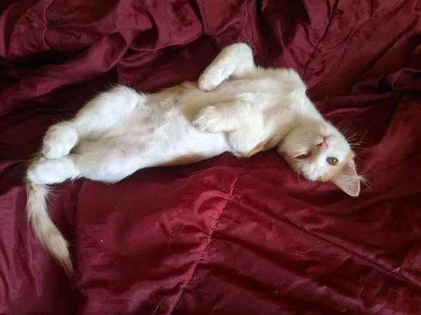 Kitten Basking Red Blanket — Stock Photo, Image