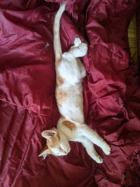 Chaton Prélasse Sur Une Couverture Rouge — Photo