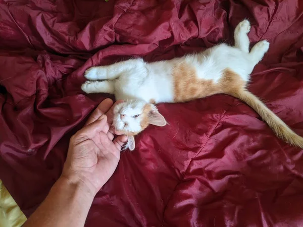 Gatinho Está Aquecendo Cobertor Vermelho — Fotografia de Stock