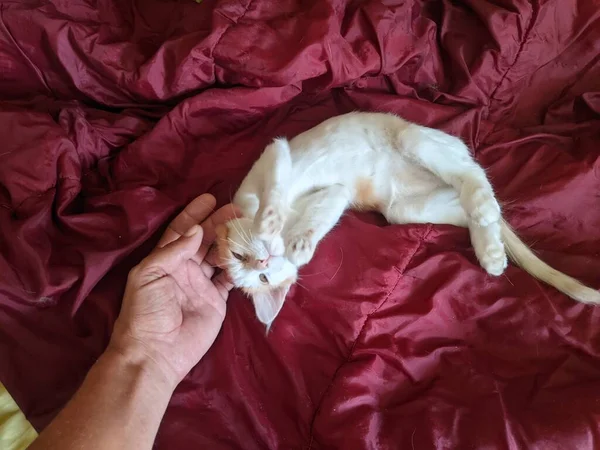 Gatito Está Tomando Sol Una Manta Roja — Foto de Stock