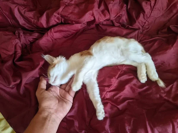 Gatito Está Tomando Sol Una Manta Roja — Foto de Stock