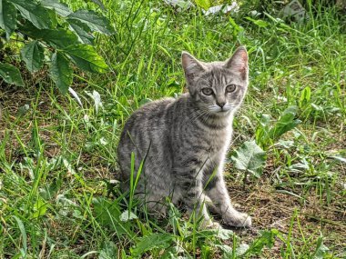 Şehirde sokakta tek başına yaşayan bir kedi. Kendi evi yok..