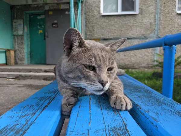 Gato Que Vive Solo Calle Ciudad Sin Propia Casa —  Fotos de Stock