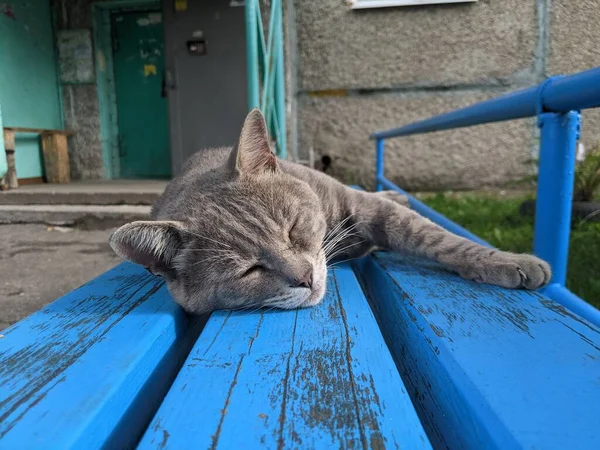Μια Γάτα Που Ζει Στο Δρόμο Στην Πόλη Μόνη Της — Φωτογραφία Αρχείου