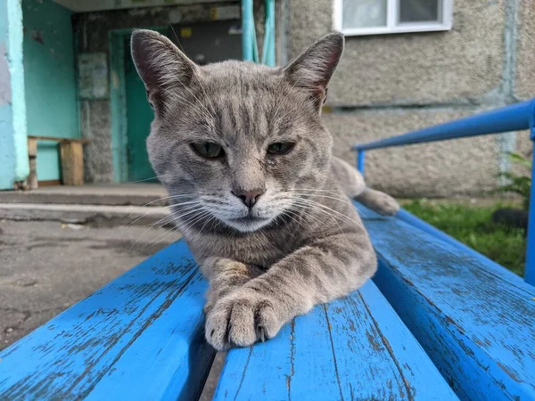 Μια Γάτα Που Ζει Στο Δρόμο Στην Πόλη Μόνη Της — Φωτογραφία Αρχείου