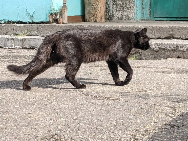 Eine Katze Die Ohne Eigenes Zuhause Auf Der Straße Der — Stockfoto