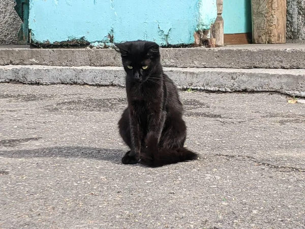 Gato Que Vive Rua Cidade Sozinho Sem Sua Própria Casa — Fotografia de Stock