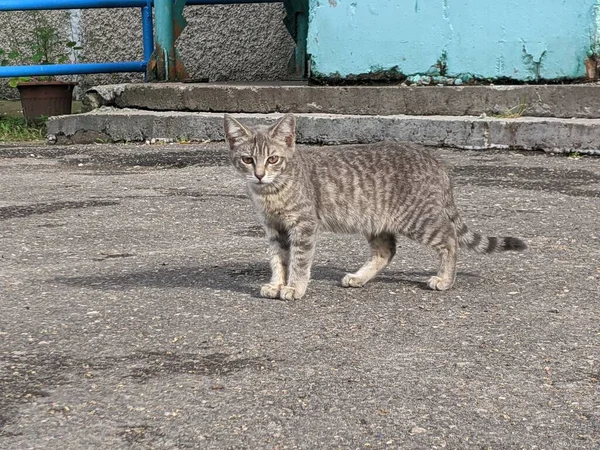 Gato Que Vive Solo Calle Ciudad Sin Propia Casa —  Fotos de Stock