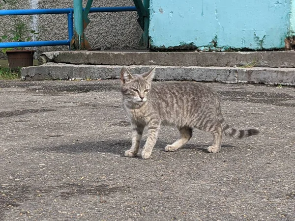 市内の通りに住んでいる猫は家を持たず — ストック写真
