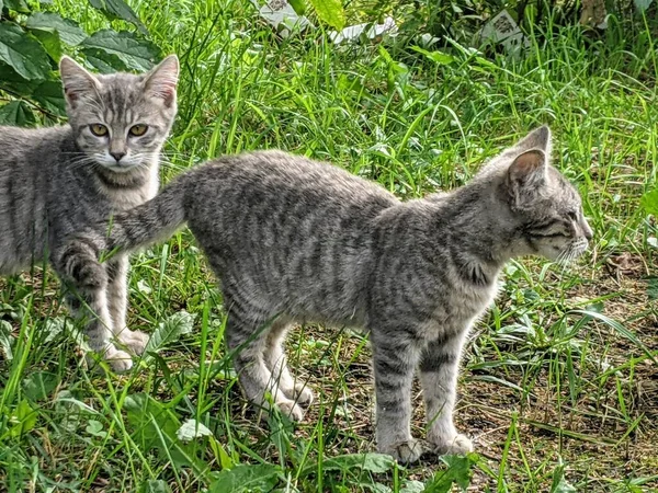 Eine Katze Die Ohne Eigenes Zuhause Auf Der Straße Der — Stockfoto