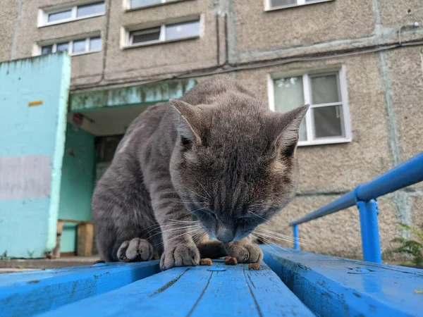 Seekor Kucing Hidup Jalan Kota Sendiri Tanpa Rumahnya Sendiri — Stok Foto