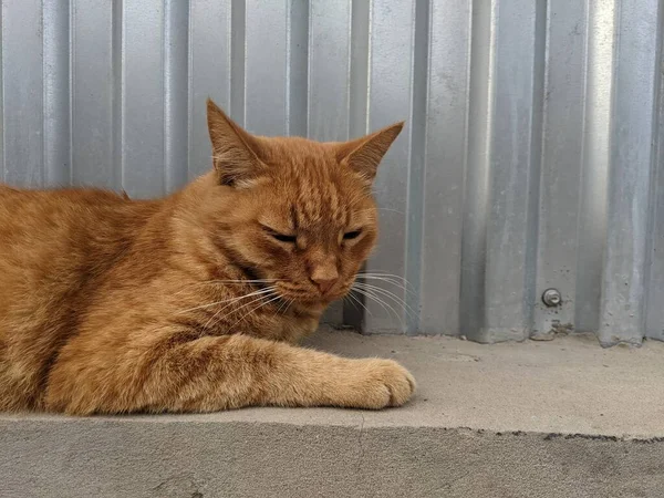 Gato Que Vive Solo Calle Ciudad Sin Propia Casa —  Fotos de Stock