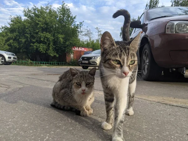 Seekor Kucing Hidup Jalan Kota Sendiri Tanpa Rumahnya Sendiri — Stok Foto